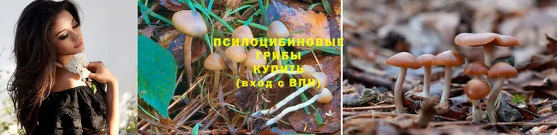 наркотики  Алексин  Псилоцибиновые грибы Cubensis 